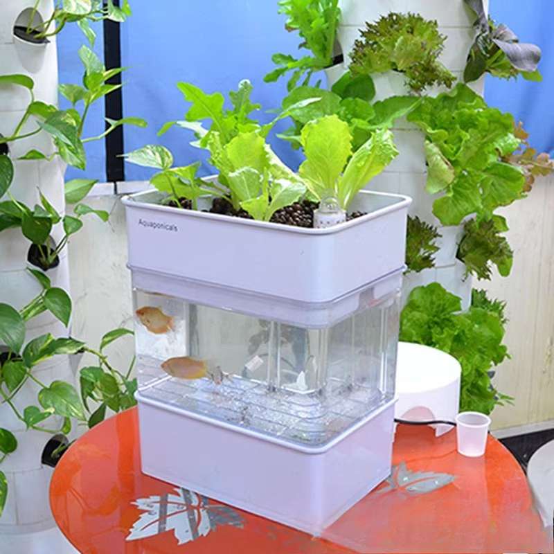 Aquarium Fish Exporter - Export fish tank aquarium small ecology