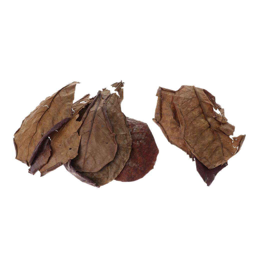 Aquarium Fish Betta - Beneficial Leaf Aquarium Filter Additive Natural