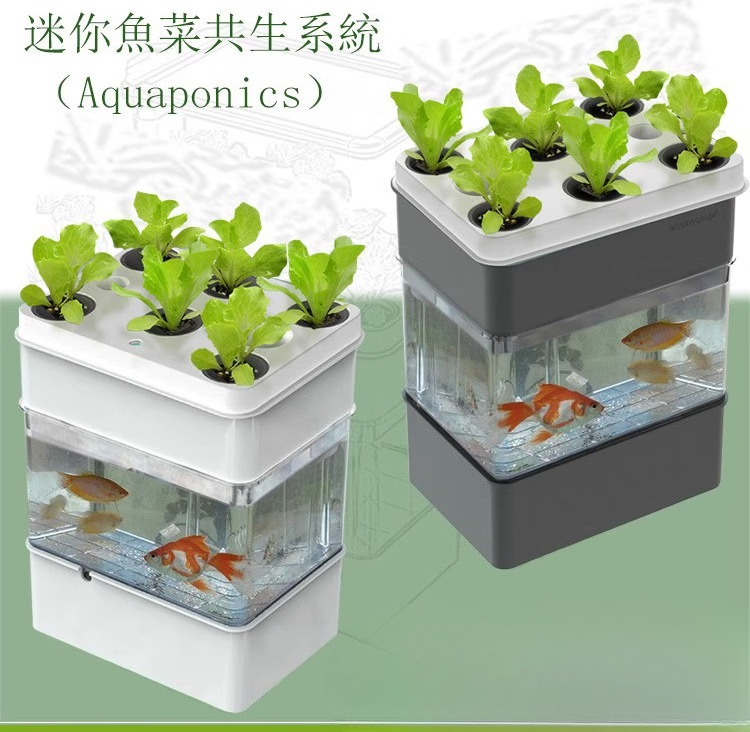 Export fish tank aquarium smal - Aquarium Fish Exporter review and price