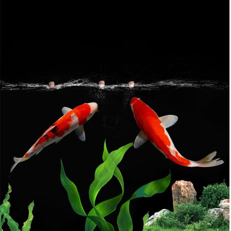 wholesale export high-quality  - Aquarium Fish Exporter review and price