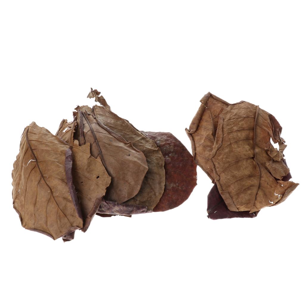Beneficial Leaf Aquarium Filte - Aquarium Fish Betta review and price