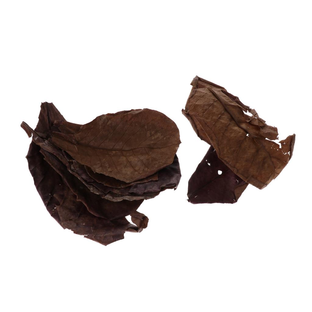 Beneficial Leaf Aquarium Filte - Aquarium Fish Betta review and price