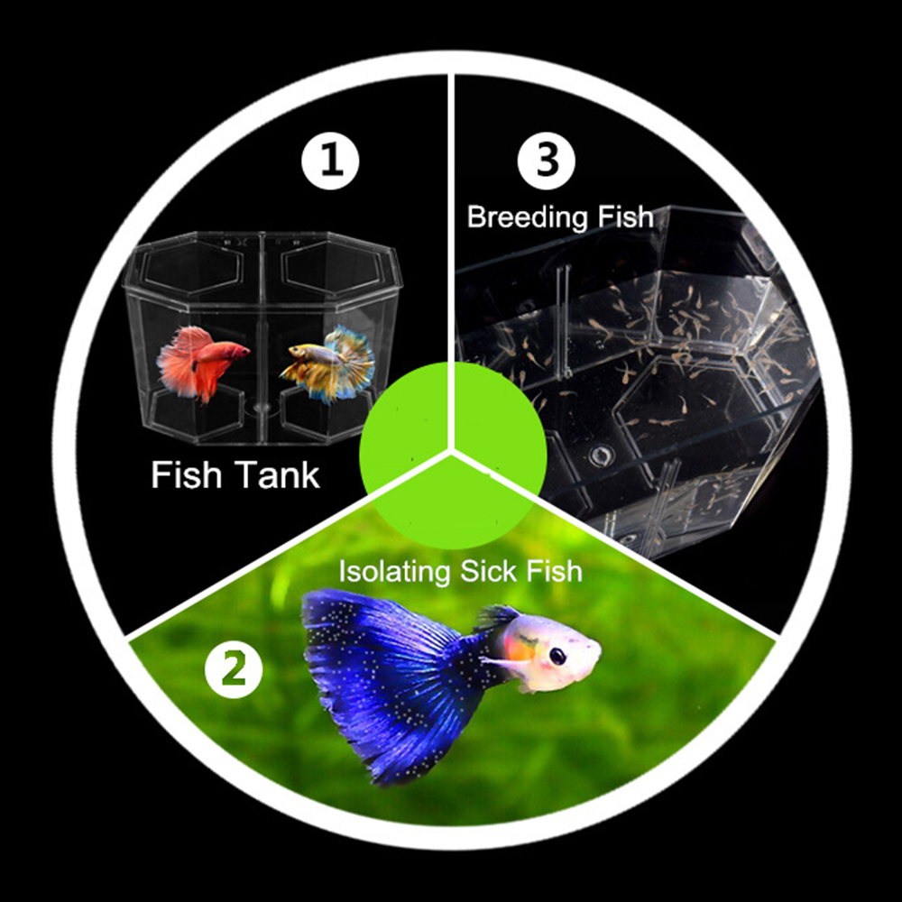 Acrylic Two Splits Guppy Fish  - Aquarium Fish Betta review and price