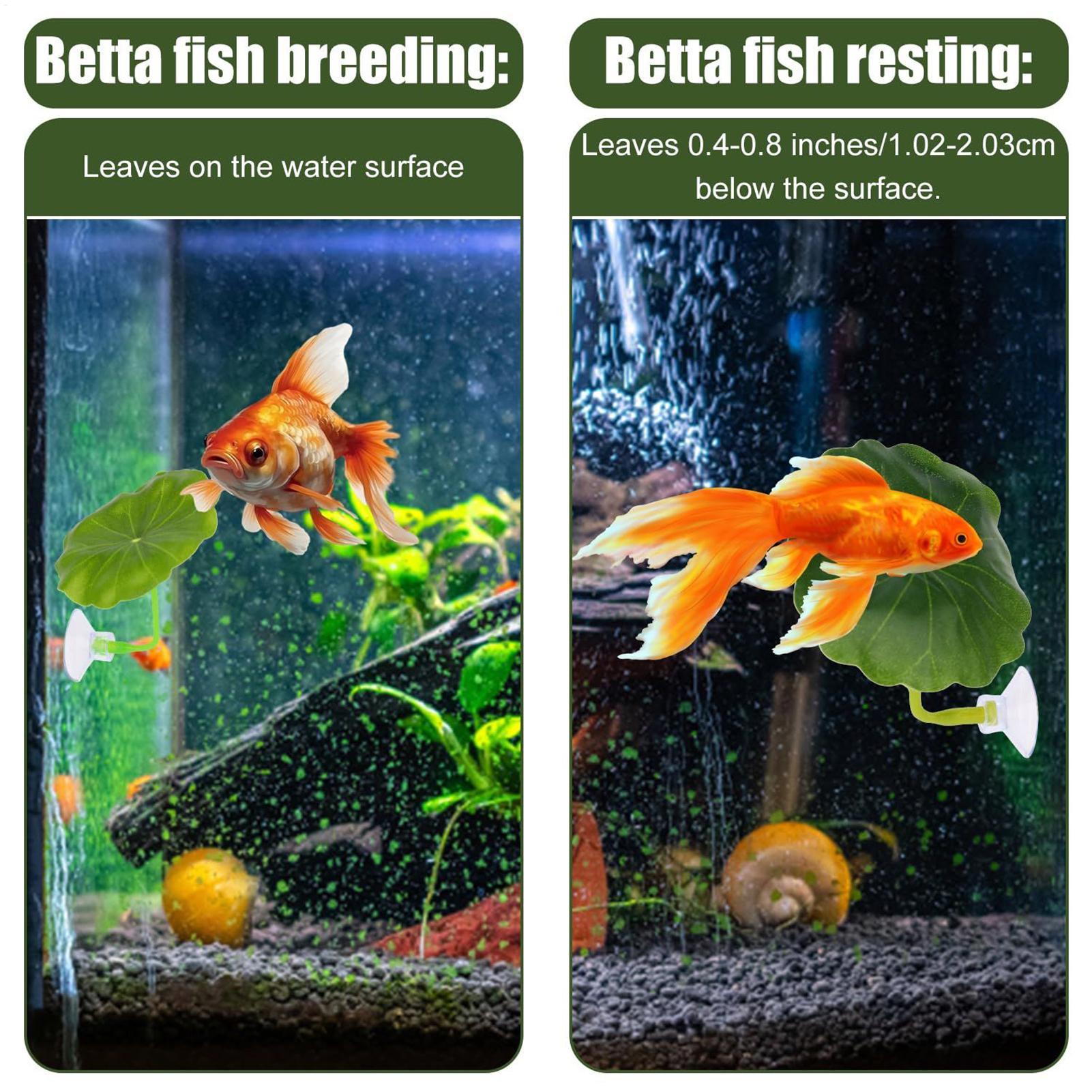 Betta Fish Hammock 5 Pieces Ad - Aquarium Fish Betta review and price