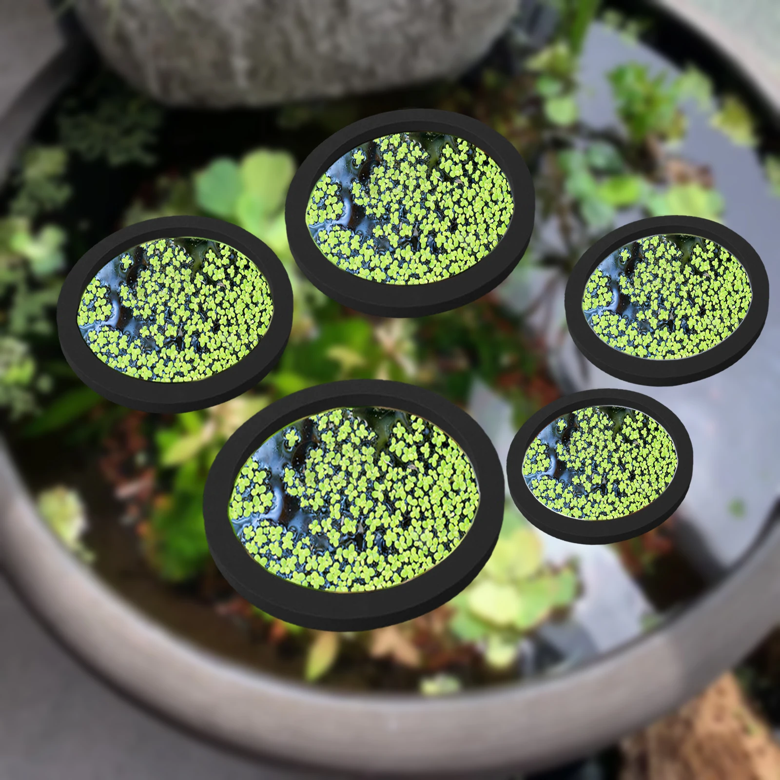 5Pcs EVA Fish Feeding Ring Aqu - Aquarium Fish In Pond review and price