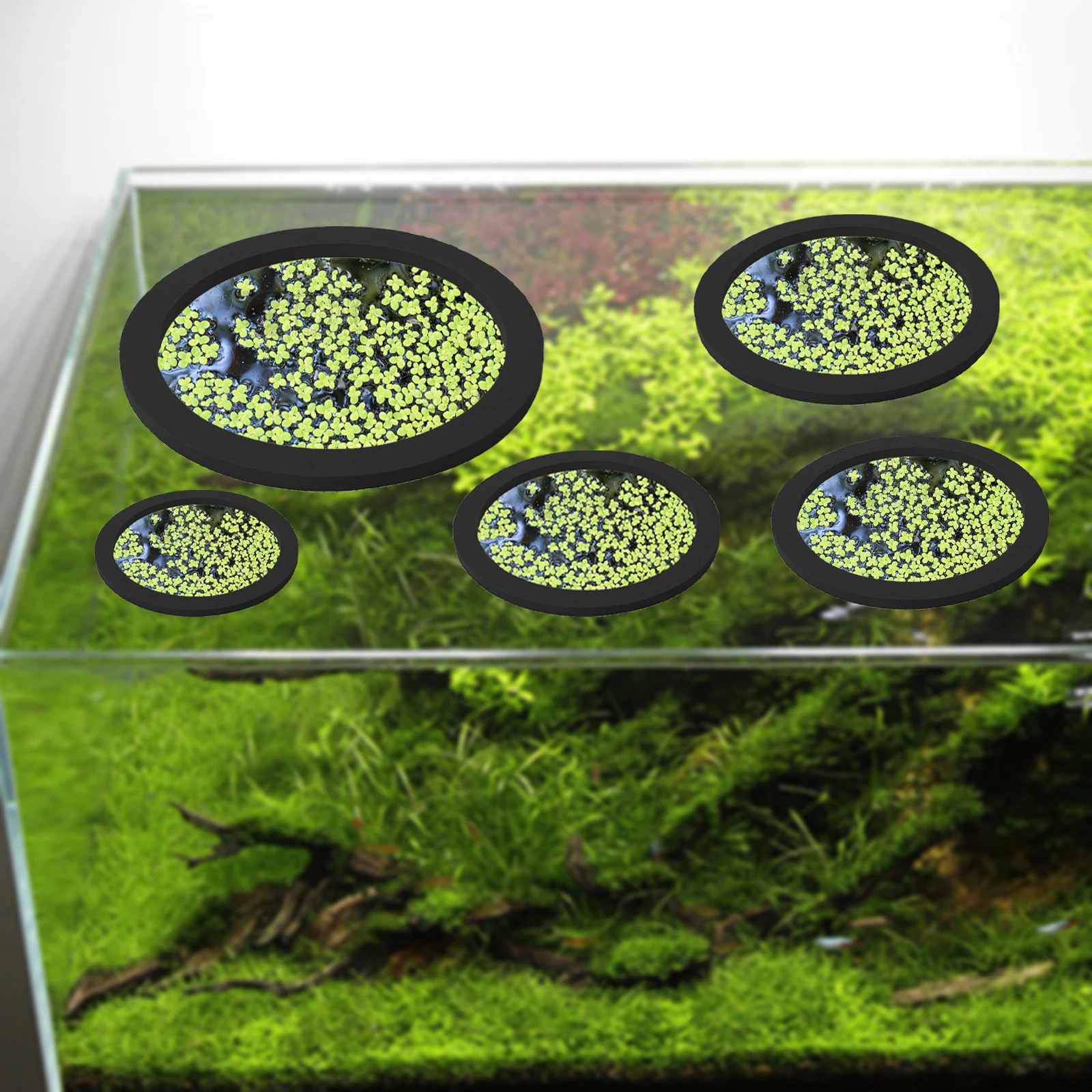 5Pcs EVA Fish Feeding Ring Aqu - Aquarium Fish In Pond review and price