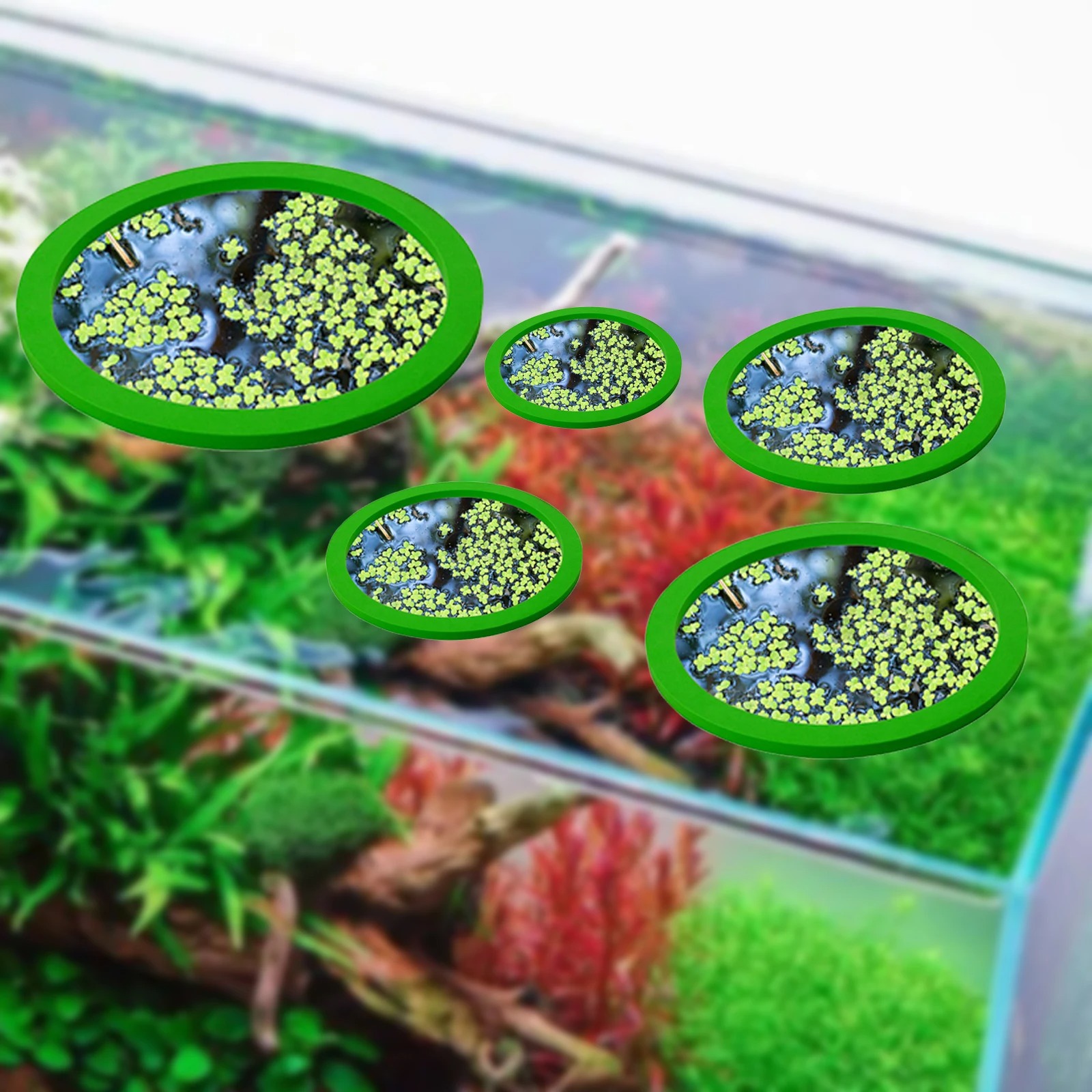 5Pcs EVA Fish Feeding Ring Aqu - Aquarium Fish In Pond review and price